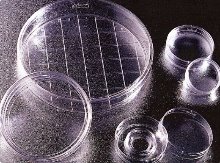 FalconⓇ Cell Culture Dishes_Standard 100×20mm  (셀컬처 디쉬_스탠다드 100mm) - 고려에이스 쇼핑몰